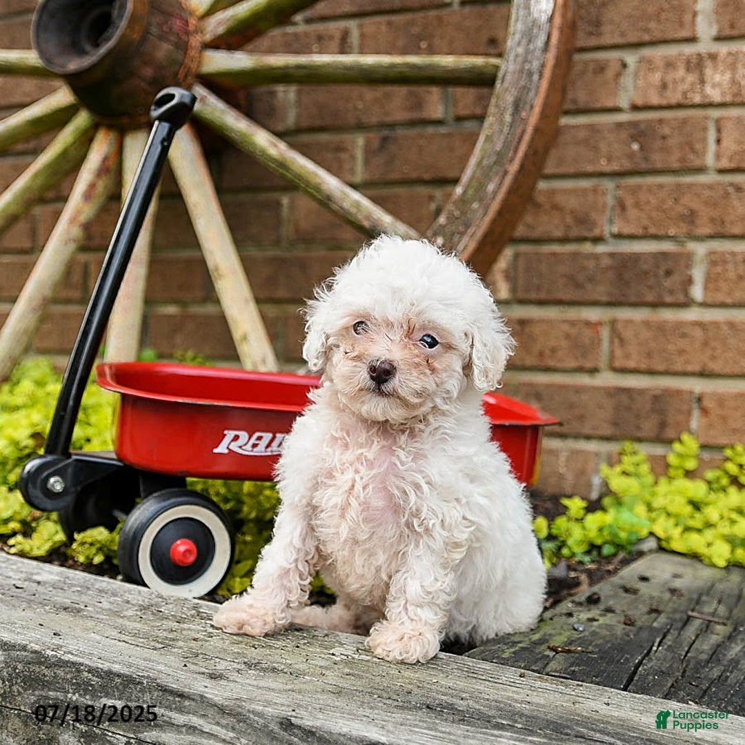 Toy Poodle dogs for sale: Toy Poodle 2 puppies - Image 6