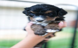 Bernedoodle dogs for sale: Sundance - Image 1