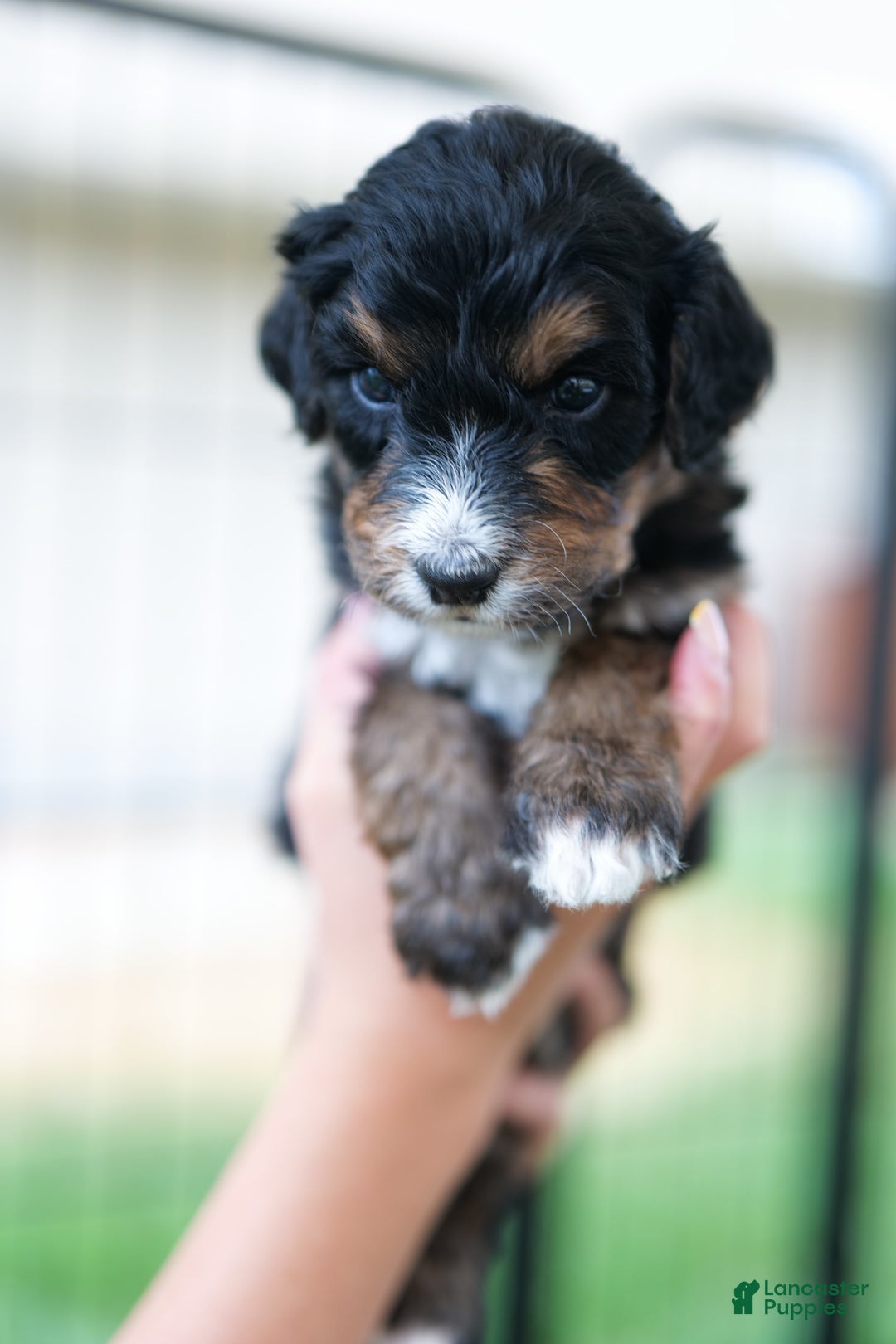 Bernedoodle dogs for sale: Sundance - Image 1