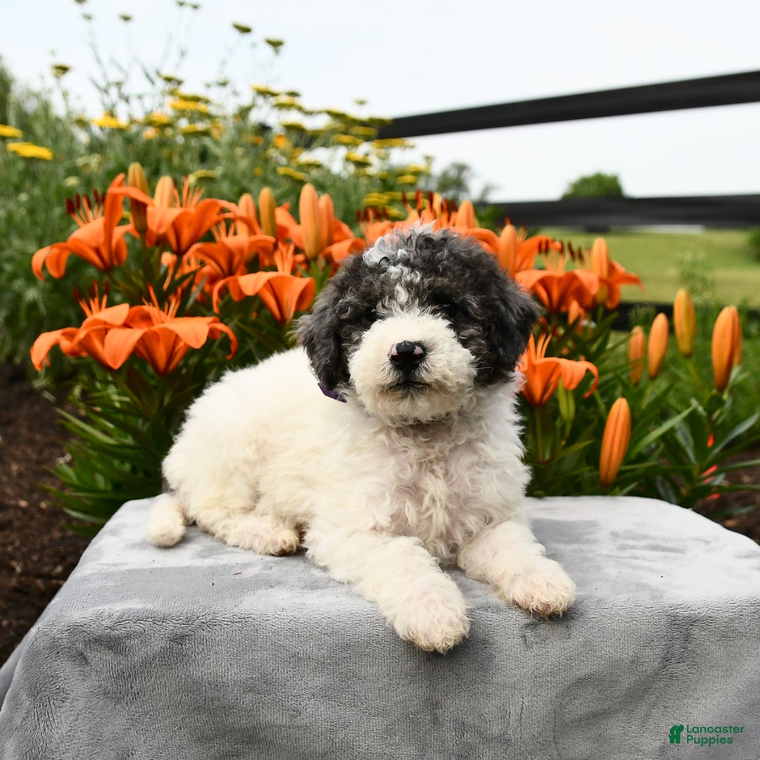 Miniature Poodle dogs for sale: Daisy - Image 8