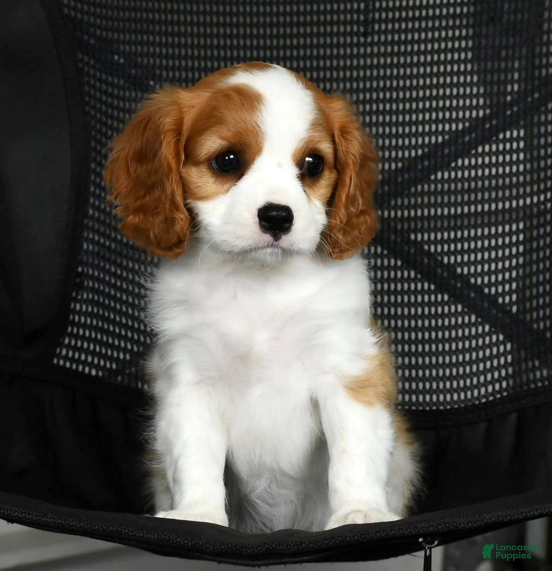 Cavalier King Charles Spaniel dogs for sale: Izzy - Image 2