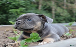 French Bulldog dogs for sale: Max - Image 1