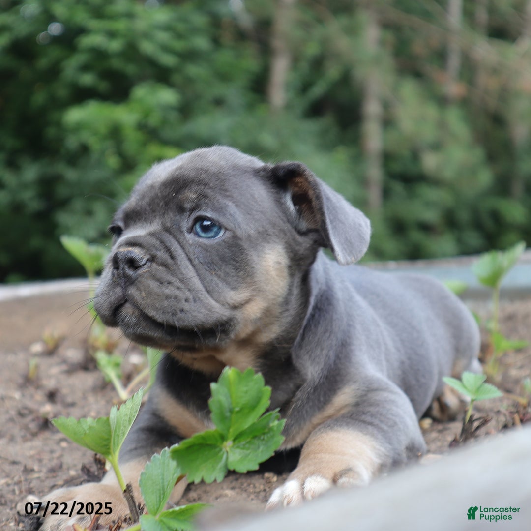 French Bulldog dogs for sale: Max - Image 1