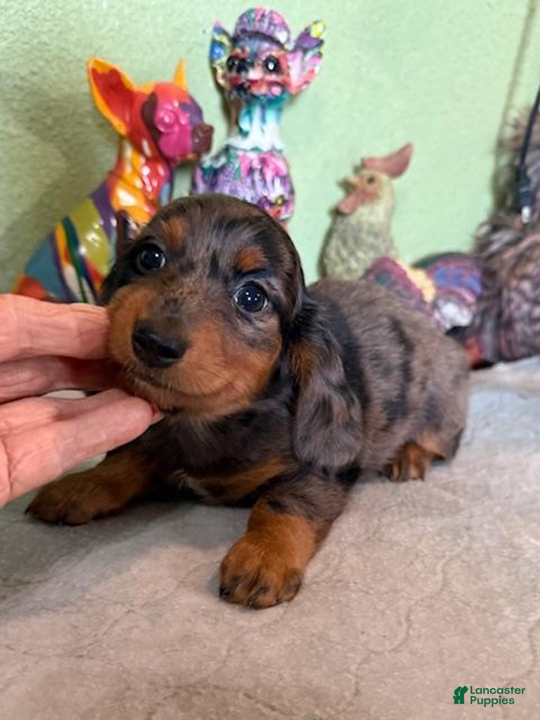 Miniature Dachshund dogs for sale: Gizmo - Image 3