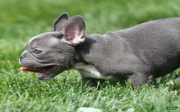 French Bulldog dogs for sale: Abby - Image 1