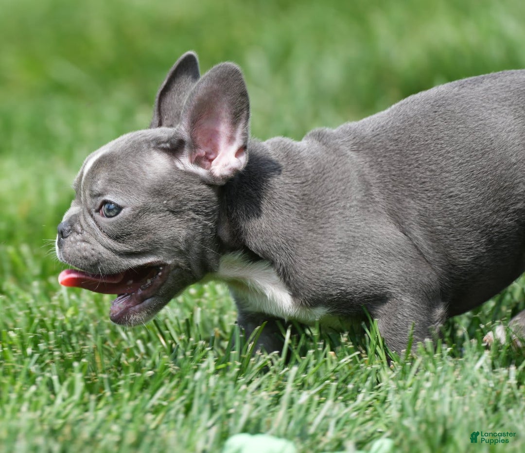 French Bulldog dogs for sale: Abby - Image 1