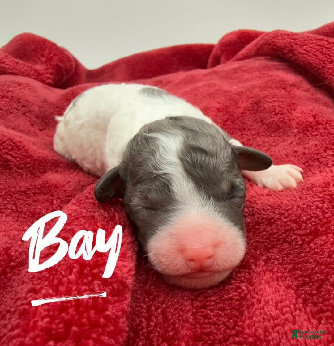 Miniature Poodle dogs for sale: Bay - Image 4