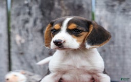 Beagle dogs for sale: Kit Kat - Image 6