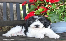 Mini Aussiedoodle dogs for sale: Alexia - Image 2