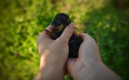 Morkie dogs for sale: "teacup" Cricket - Image 24