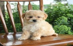 Havanese dogs for sale: Brielle - Image 1