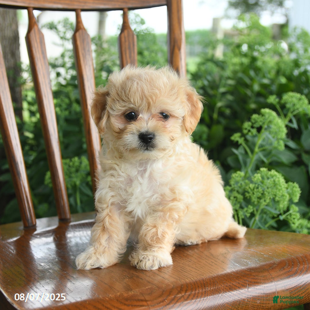 Havanese dogs for sale: Brielle - Image 1