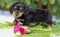 Miniature Dachshund dogs for sale: Lonnie - Image 4