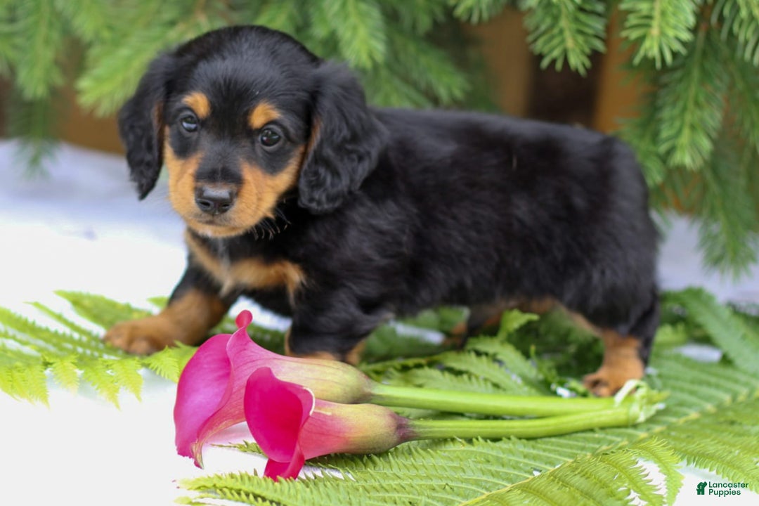 Miniature Dachshund dogs for sale: Lonnie - Image 4