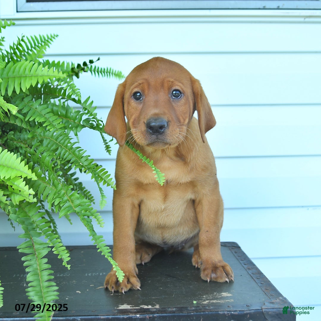 Labrador Retriever dogs for sale: Yara - Image 3