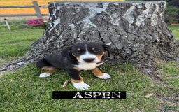 Greater Swiss Mountain Dog dogs for sale: Aspen - Image 2
