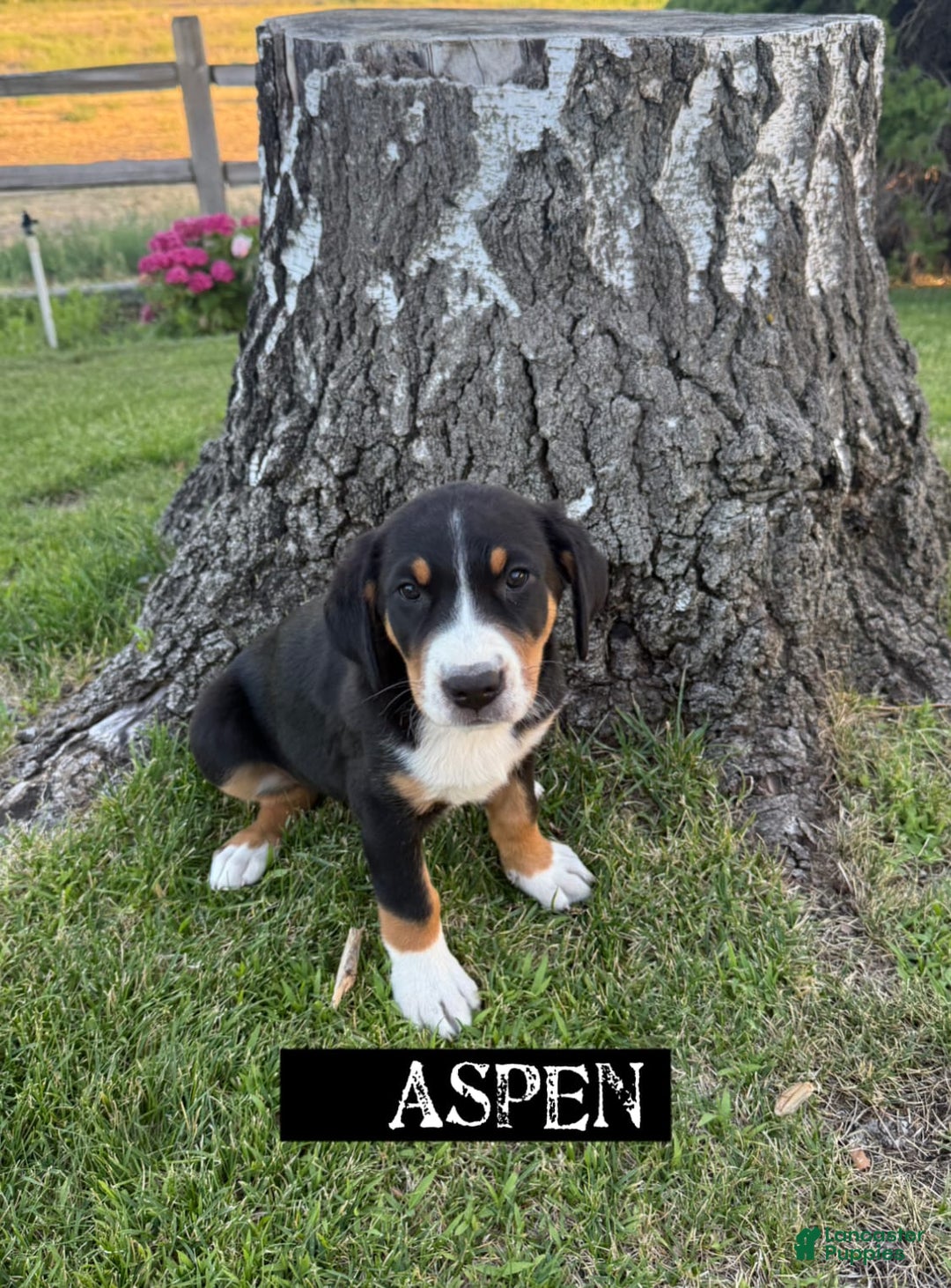 Greater Swiss Mountain Dog dogs for sale: Aspen - Image 2