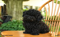 Toy Poodle dogs for sale: Gus - Image 6