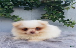Pomeranian dogs for sale: Brody - Image 7