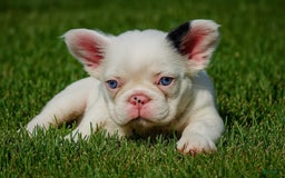 French Bulldog dogs for sale: Tommie Egan - Image 3