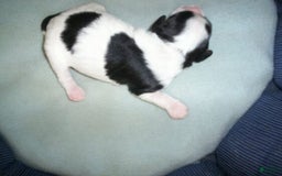 Cavapoo dogs for sale: Oliver - Image 1