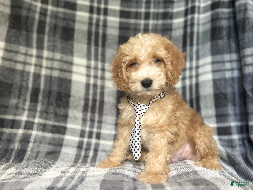 Cockapoo dogs for sale: Kam - Image 6