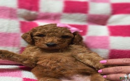 Mini Goldendoodle dogs for sale: Isley - Image 2