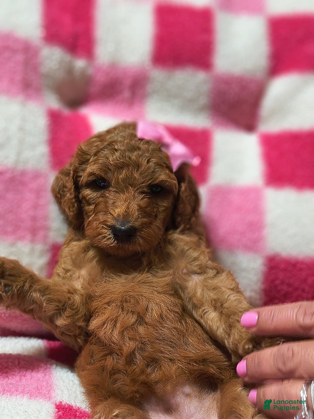Mini Goldendoodle dogs for sale: Isley - Image 2