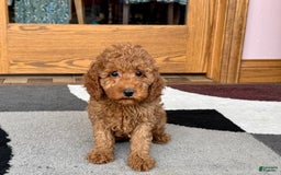 Cockapoo dogs for sale: Waylon - Image 1