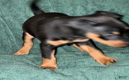 Miniature Pinscher dogs for sale: Onyx - Image 9