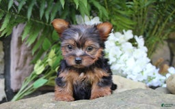 Yorkshire Terrier dogs for sale: Chase - Image 5