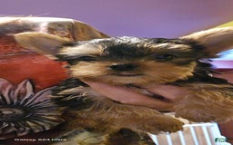 Yorkshire Terrier dogs for sale: Tt - Image 24