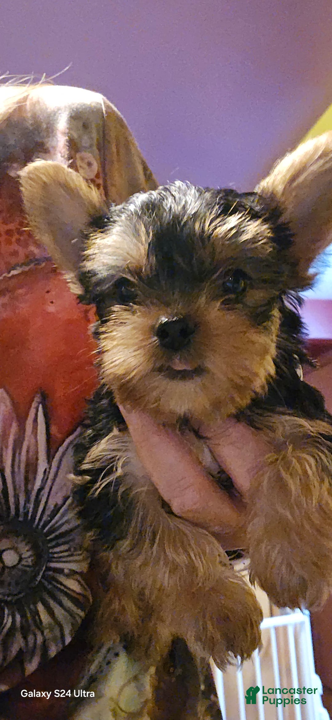 Yorkshire Terrier dogs for sale: Tt - Image 24
