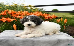 Miniature Poodle dogs for sale: Daisy - Image 7