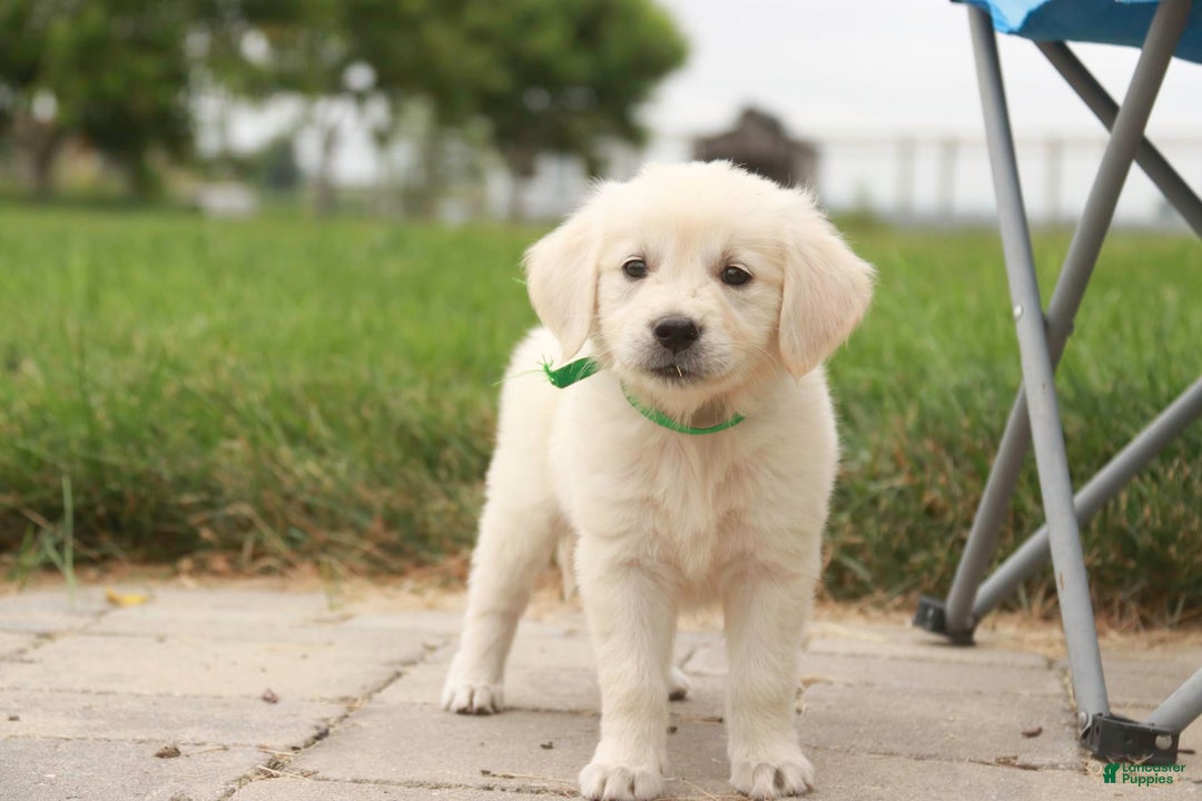 Golden Retriever dogs for sale: Tawny - Image 31