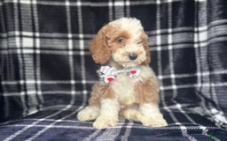 Cockapoo dogs for sale: Mac - Image 3
