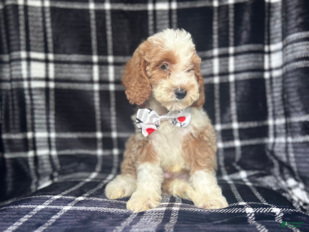 Cockapoo dogs for sale: Mac - Image 3
