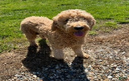 Mini Goldendoodle dogs for sale: Sammy - Image 4