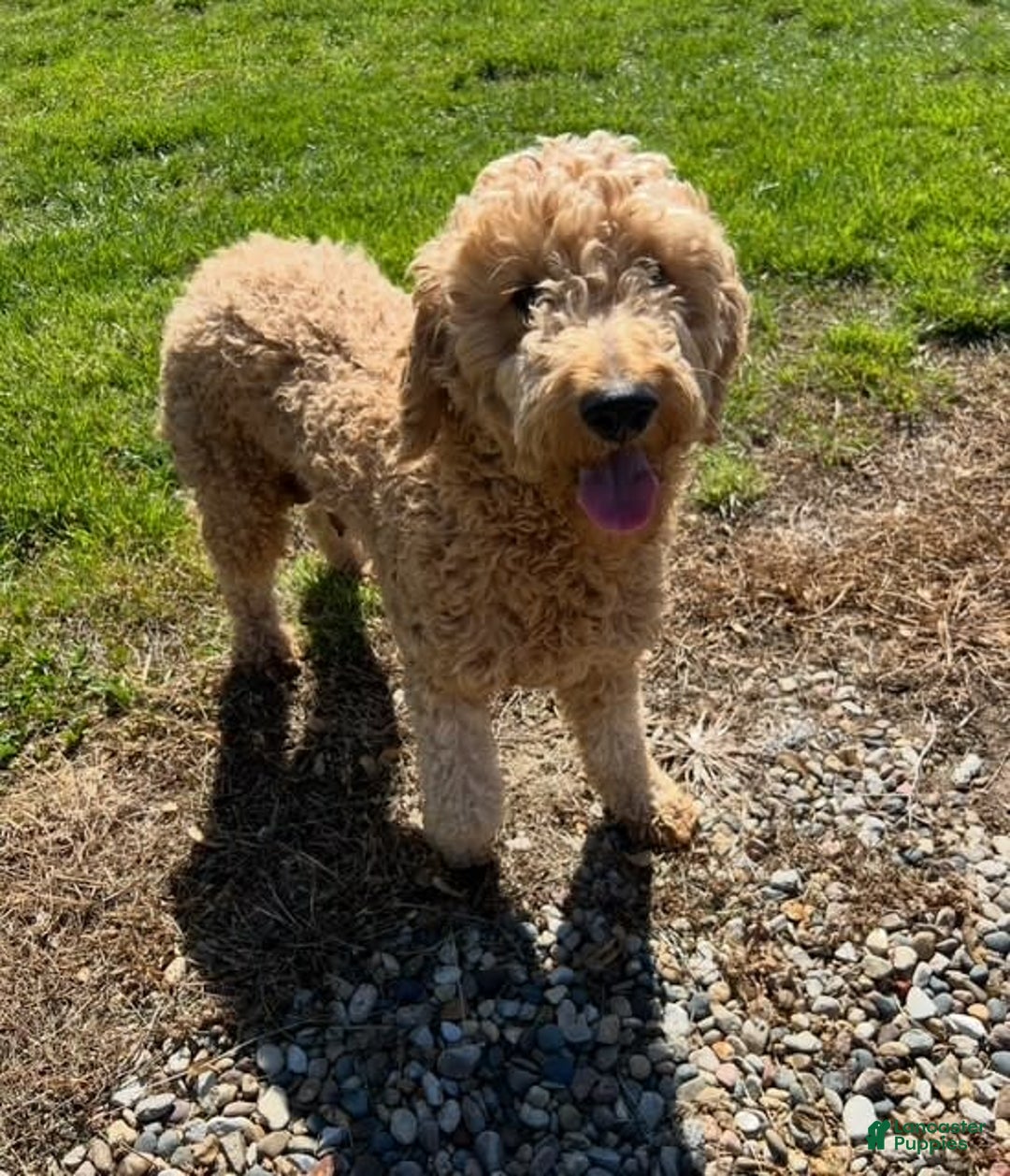 Mini Goldendoodle dogs for sale: Sammy - Image 4