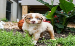 Miniature Australian Shepherd dogs for sale: Daisy - Image 5