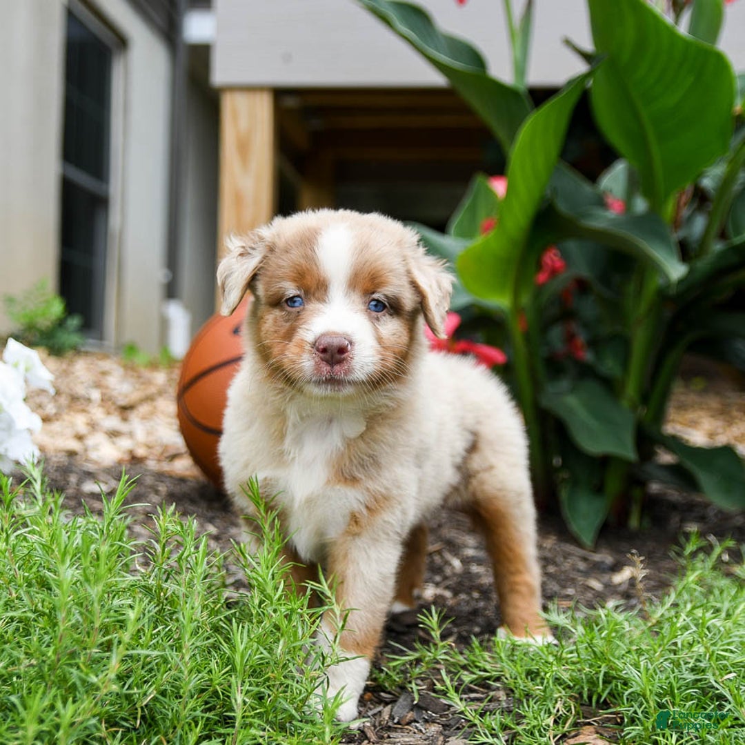 Miniature Australian Shepherd dogs for sale: Daisy - Image 5
