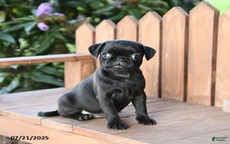 Pug dogs for sale: Pug 6 puppies - Image 8