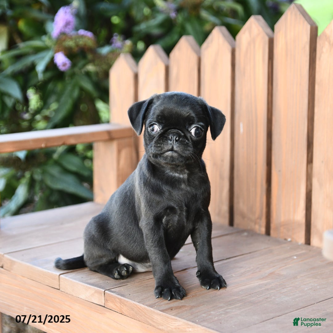 Pug dogs for sale: Pug 6 puppies - Image 8