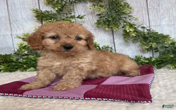 Doxiepoo dogs for sale: Dena - Image 5