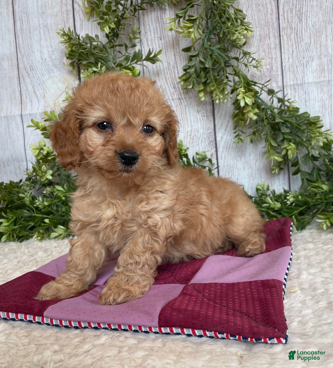 Doxiepoo dogs for sale: Dena - Image 5