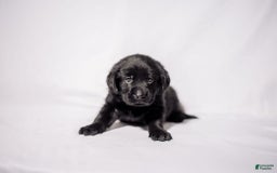 Goldador dogs for sale: Pink - Image 4