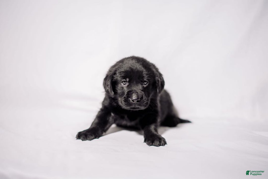 Goldador dogs for sale: Pink - Image 4