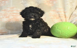 Miniature Poodle dogs for sale: Buster - Image 3