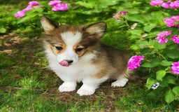 Welsh Corgi Pembroke dogs for sale: Tink Fluffy - Image 9