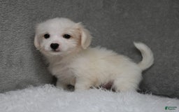 Maltipoo dogs for sale: Timothy - Image 3